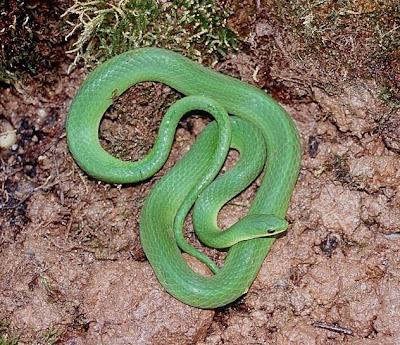 Dangerous snakes: green snakes