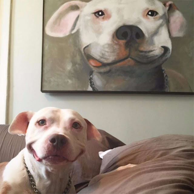 Quem disse que os animais não sorriem? Observe-os e deixe-se contagiar elfandarilha