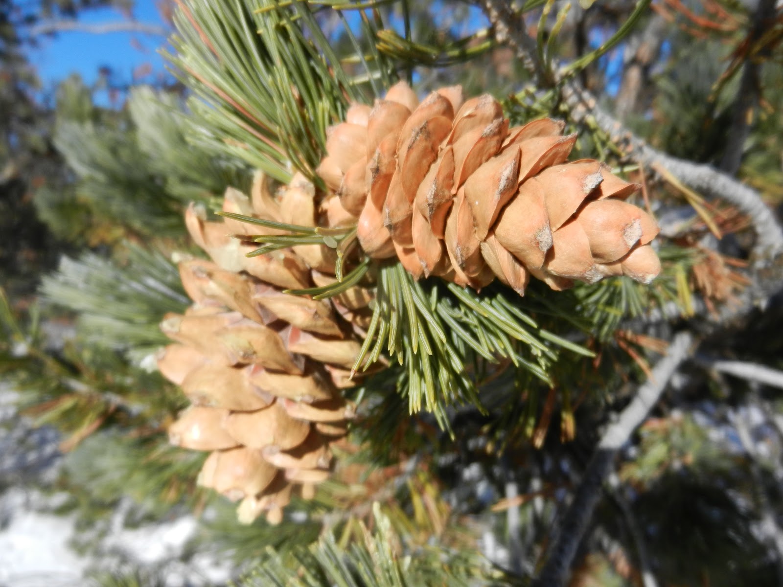 Fizzy Notions: Limber Pine