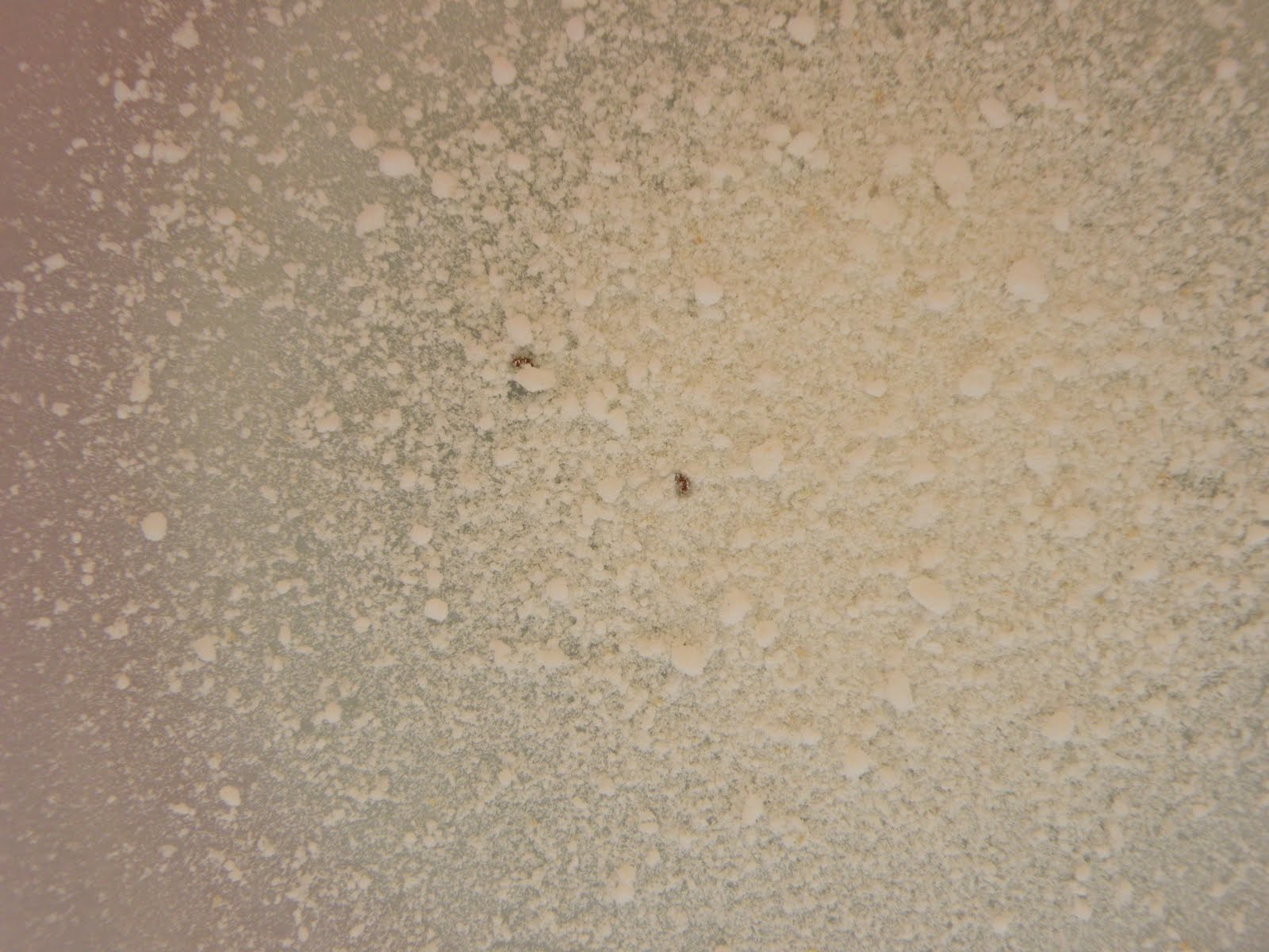 My Bee Journey Varroa mite sugar shake test