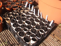 Allotment Growing - Sowing Peas - Cardboard Tubes
