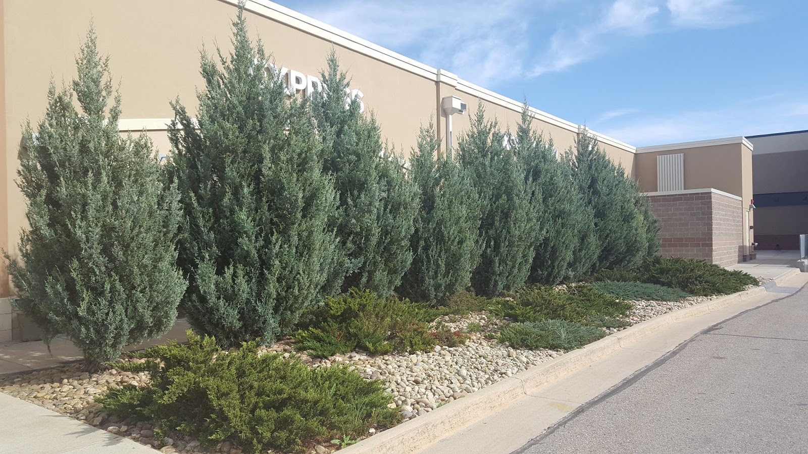 Gold Cone Juniper September 2019 Check In Signs Of Stress