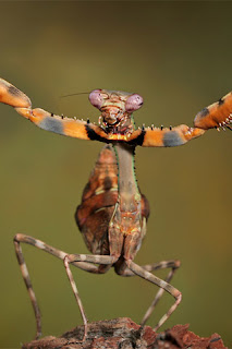 iphone  background wallpaper