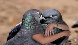 All Wallpapers: Funny Pigeons Wallpapers 2013