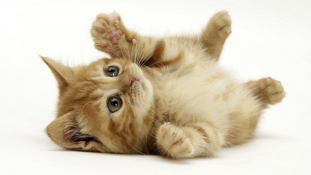 cats_animals_little_kittens_kitten_kitty