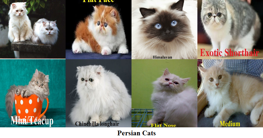 persian cat species