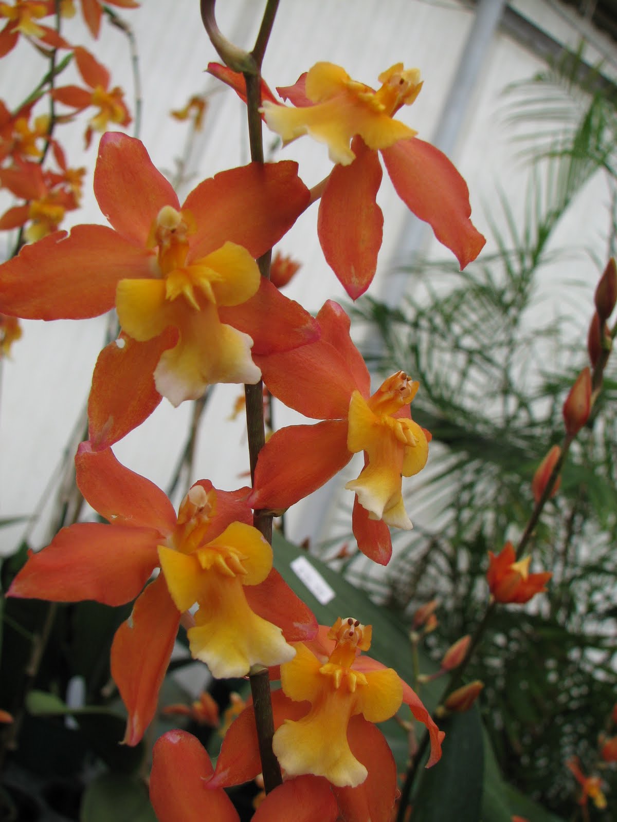 Snug Harbor Bay Orchids by Hausermann