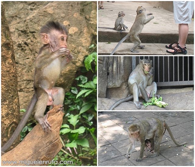 Macacos-Asia-monos