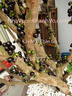 Tìm hiểu về cây nho thân gỗ Cay-nho-than-go-tphcm-2a