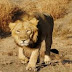 Genome Sequencing of Asiatic Lion done by CSIR scientists