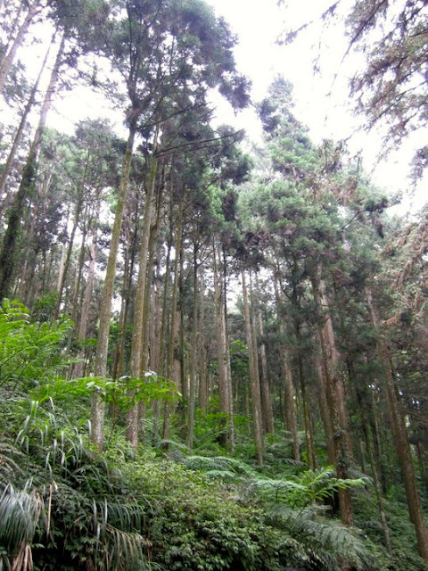 Xitou Forest in Nantou Taiwan
