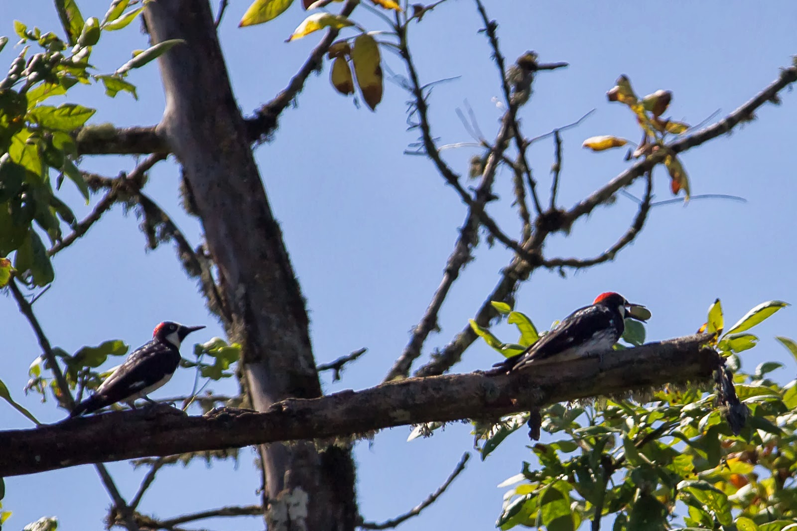 Sonya and Sugata: Abode of the Acorn Woodpecker: to be chopped down as ...