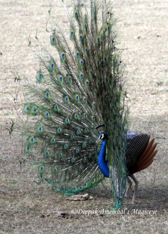 Peacock Stand Up Tanning Bed Peacock Stand Up Tanning Bed
