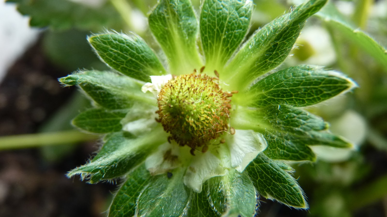 Edible and Elegant Urban Gardening Hand Pollinating Indoor