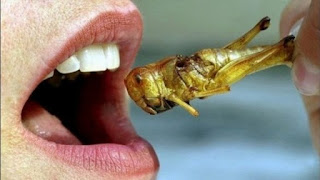 Is There Any Health Benefits of Edible Insects?
