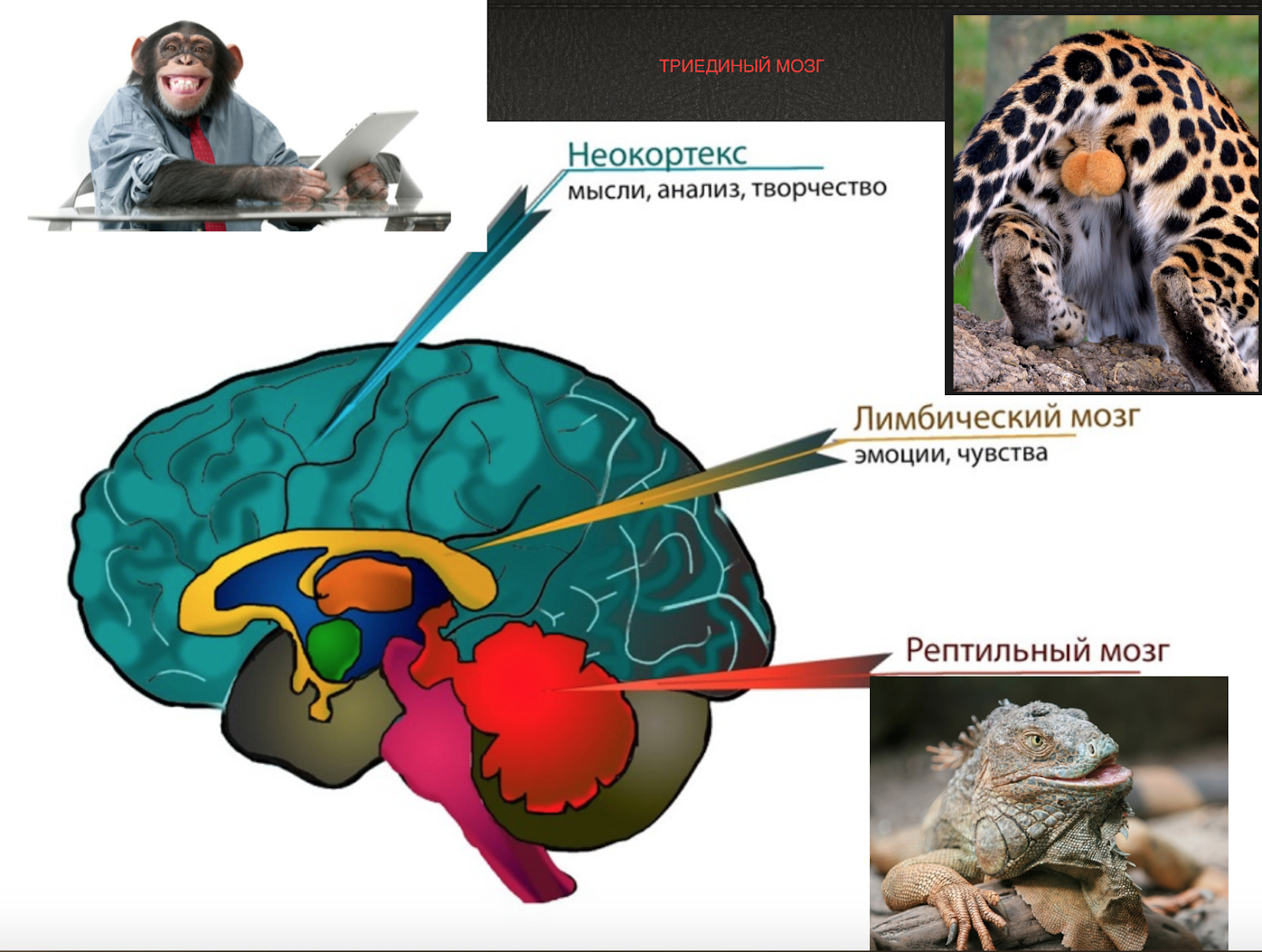 3 уровня мозга