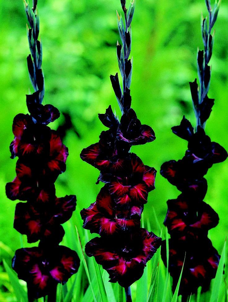 Black Star Gladiolus Flowers Gardens