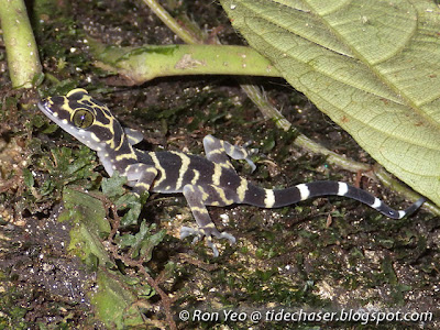 Peter's Bent-toed Gecko (Cyrtodactylus consobrinus)