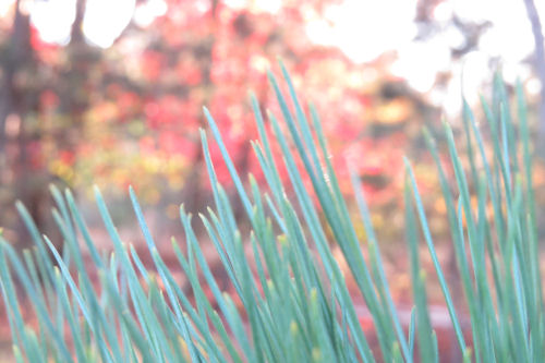 fall colors