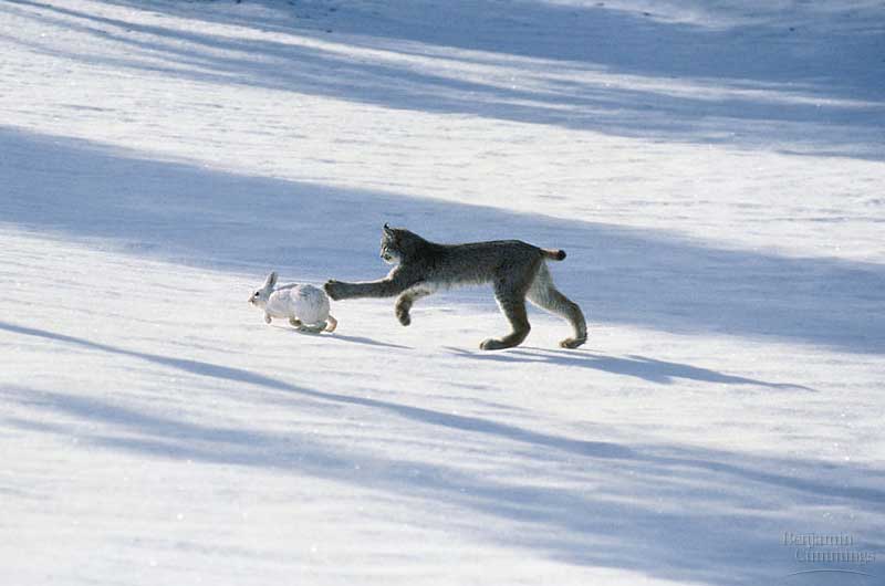 Funny Animal Funny snowshoe hare pics