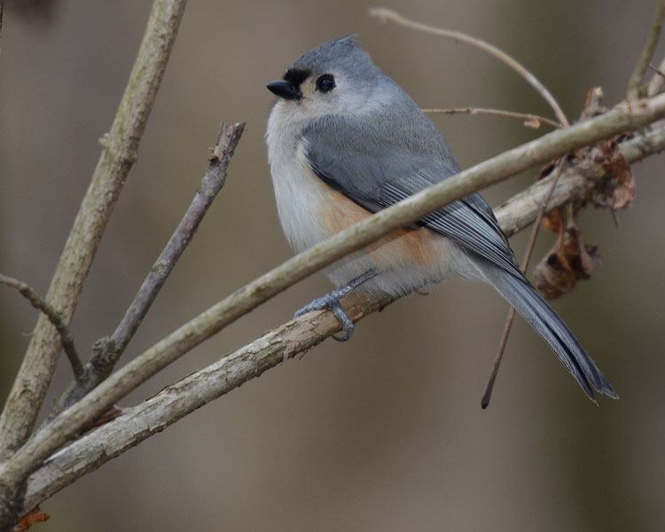 A Tufted Titmouse (Baeolophus bicolor) peeps his happy song on a cold day... A sweet Tufted Titmouse (Baeolophus bicolor) peeps his happy song on a cold day