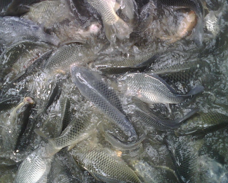Manfaat Ikan Mas