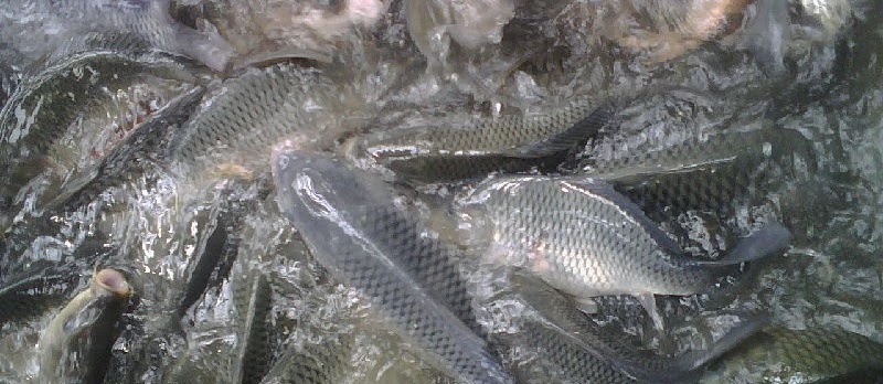 Ikan Mas? Ini Dia Kandungan Gizi dan Manfaat untuk Kesehatan Tubuh Kita