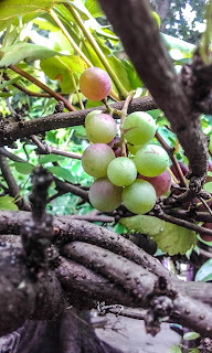 Uvas rojas maduras wallpapers