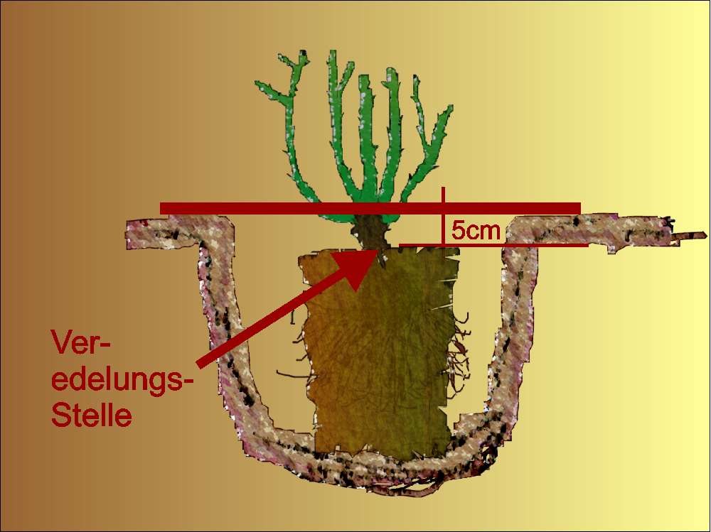 Tolle Gartentipps: Container-Rosen richtig pflanzen
