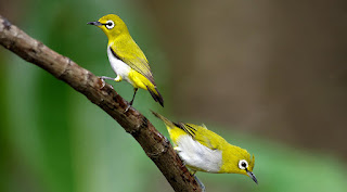 gambar burung pleci burung pleci