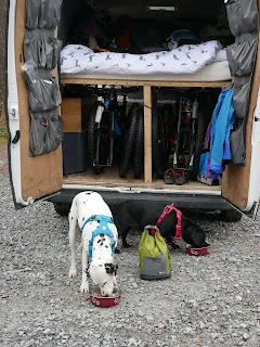 Dalmatian and springador eating dog food outside van conversion