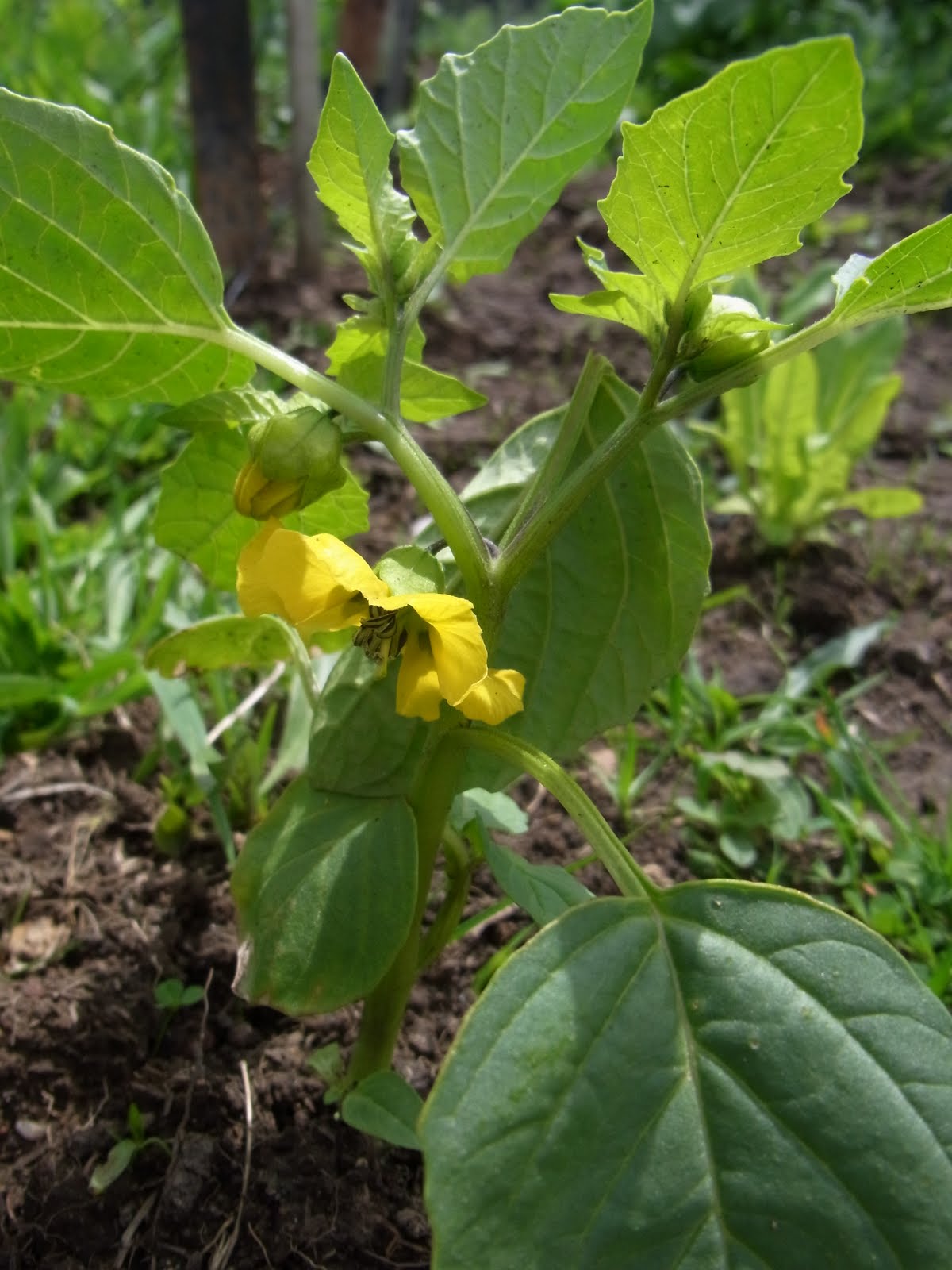 Provenance Growers Tomatillo salsa