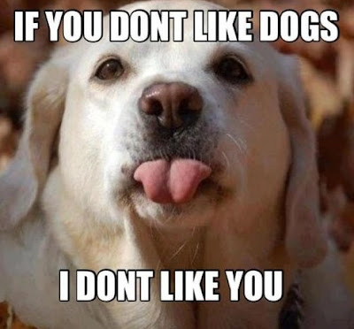 Do you like dogs? #mydogiscutest #sausagedogcentral #petfancy #dogs #petstagram #instadog #petsagram #doglover #dogs_of_instagram #instagramdogs #pup #dogoftheday