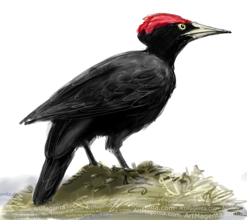 Black Woodpecker sketch painting. Bird art drawing by illustrator Artmagenta
