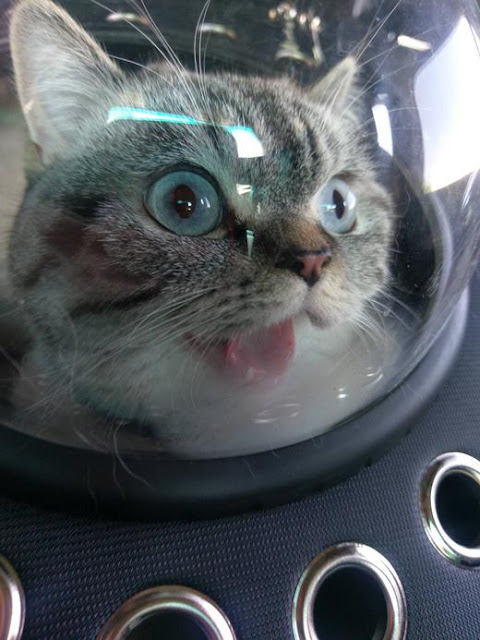 кот едет к ветеринару