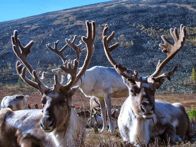 Part of a reindeer group belonging to a Tsaatan family Part of a reindeer group belonging to a Tsaatan family