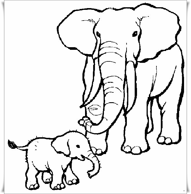 elefanten bilder zum ausmalen