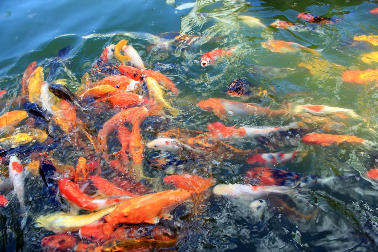 Cara Memelihara Ikan Koi Di Aquarium Yozera Creative