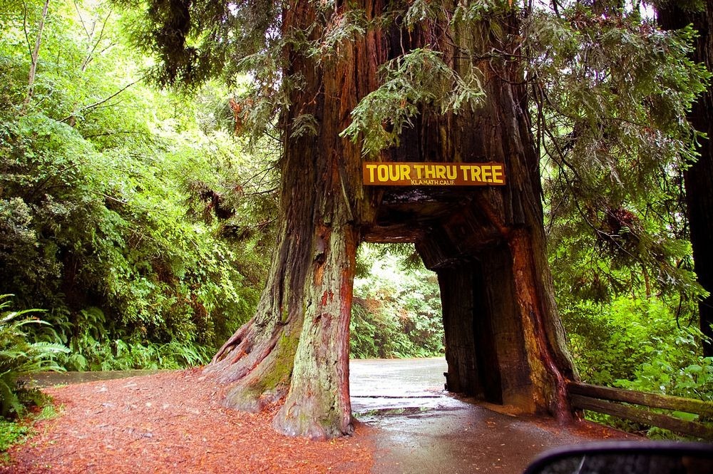 Shelter From The Storm Drive Through Trees Drive Through Trees