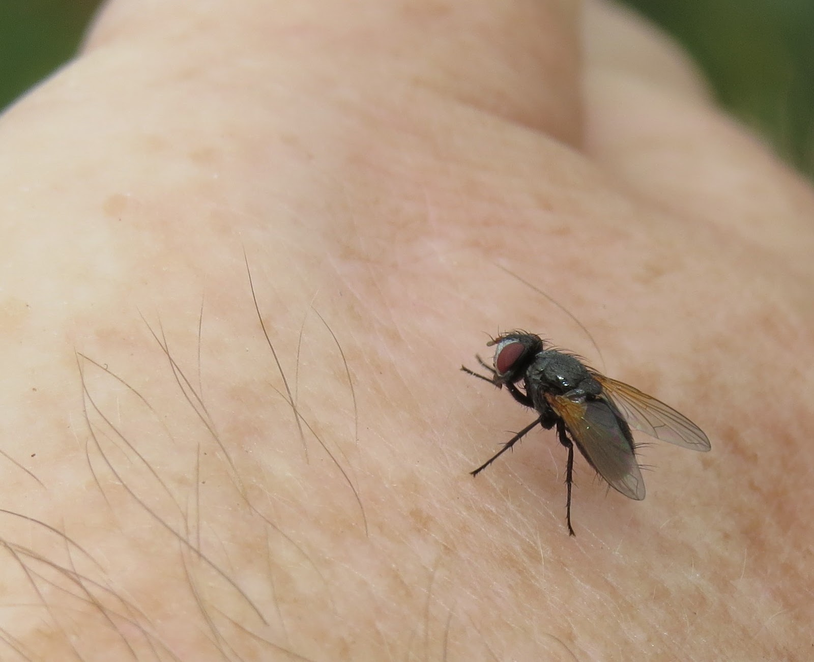 sweat fly