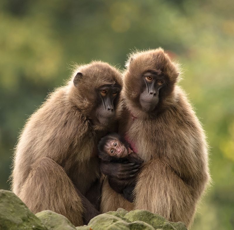 Baby Animals: Baboon infant 6