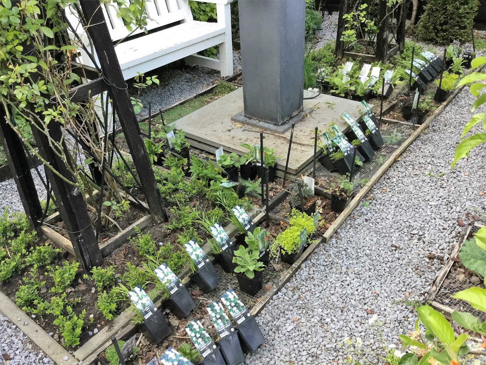 Potagerie in Maastricht 2017> May 15th. Replacing two