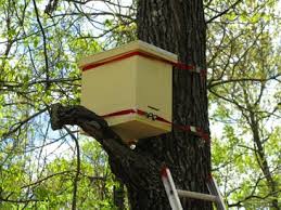 Ruche piège Ruche attachée dans un arbre