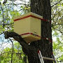 Ruche attachée dans un arbre