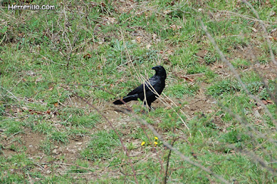 Cornella (Corvus corone)