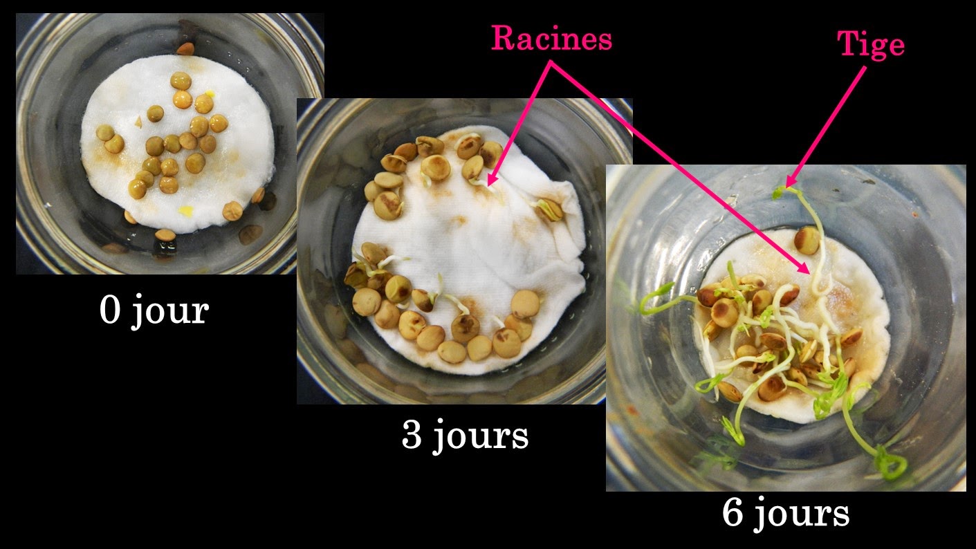 Comment faire germer des graines de coquelicot ?