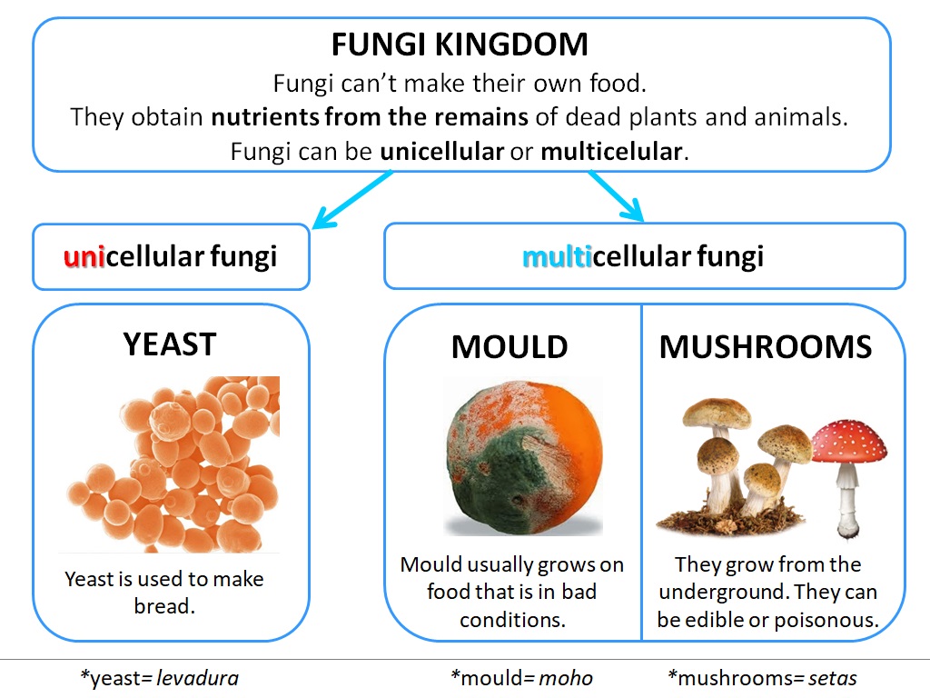 5th Grade Andrés Segovia Unit 1 Fungi Kingdom