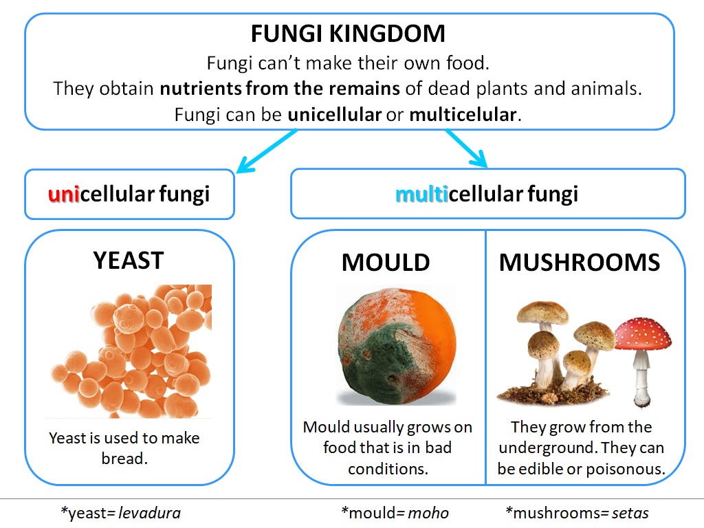 5th Grade Andr s Segovia UNIT 1 Fungi Kingdom