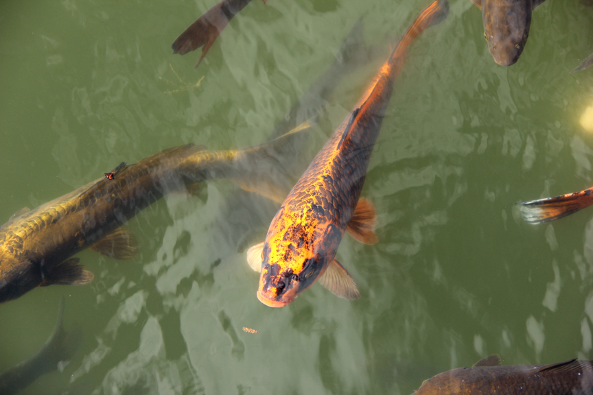 My Zoetrope Field Trip to the Brooklyn Botanical Gardens