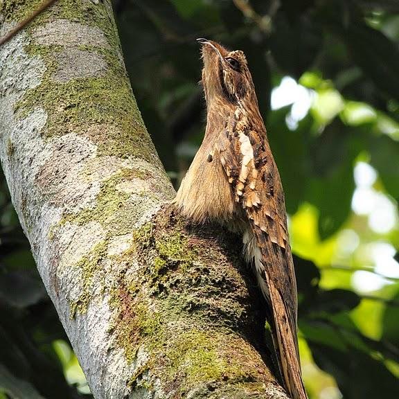 Long tailed potoo